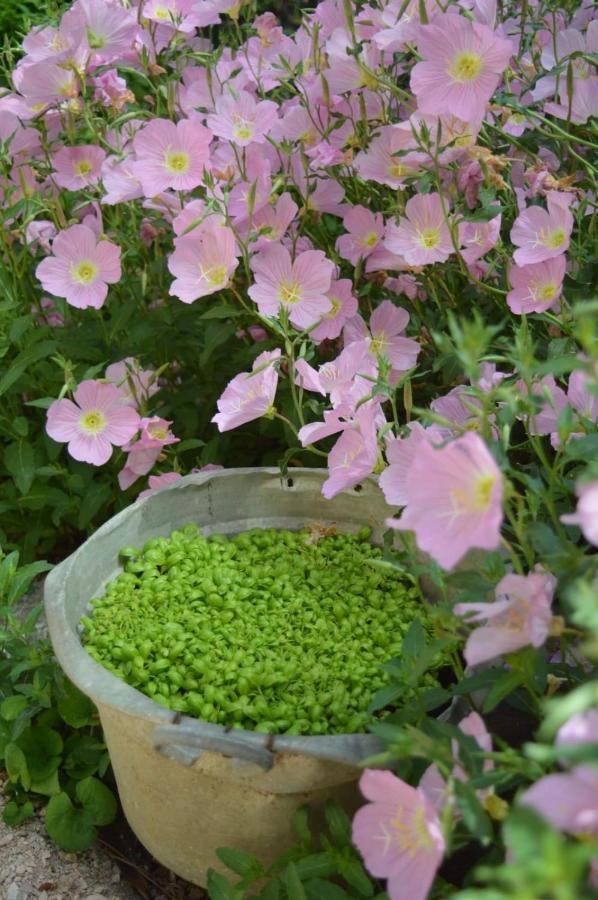 B&B Lady Cocca 萨维奥迪拉韦纳 外观 照片